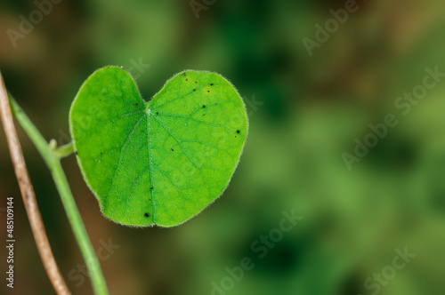 Heart shaped green leaf on a plant