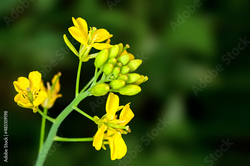 Yellow flowers bouquet on a plant