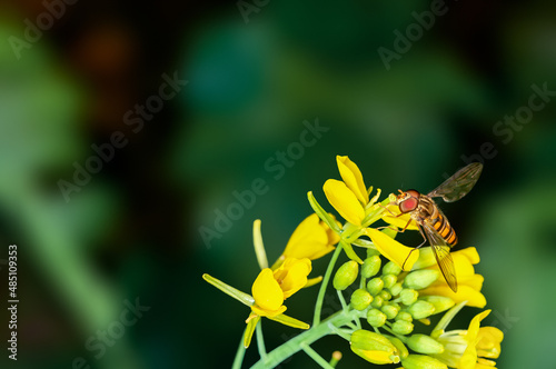 Bee is sucking nectar from mustard flowers