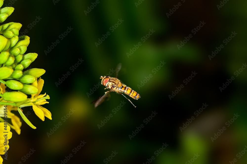 Bee is hovering on mustard flowers