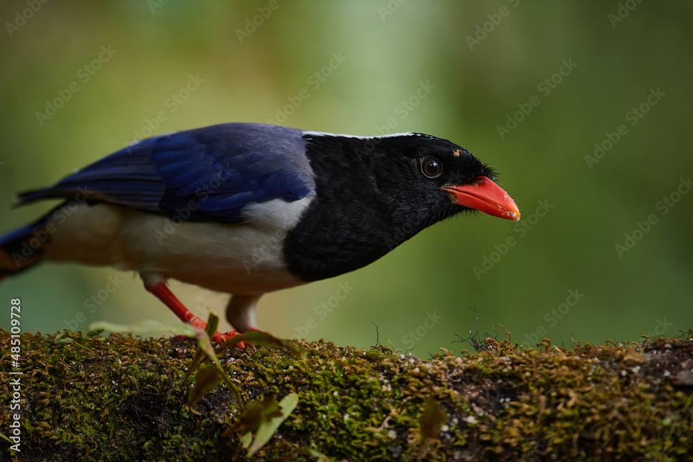 Obraz premium Red Billed Blue Magpie -Urocissa erythroryncha, Sattal, Uttarakhand, India