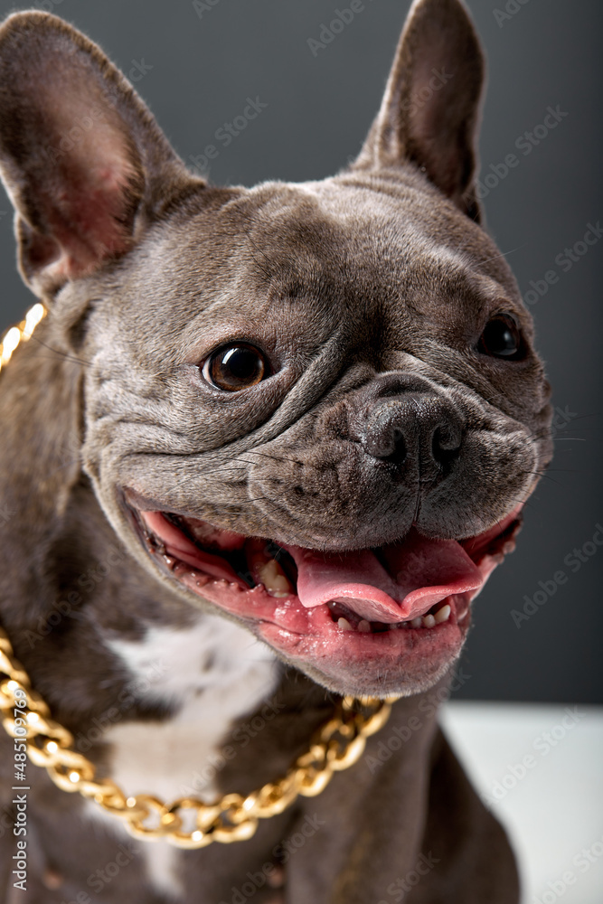 Close up of big cute brown bulldog posing at camera with tonque sticking out, beautiful domestic animal alone in studio on black background. pets concept