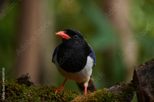 Photography Red Billed Blue Magpie -Urocissa erythroryncha, Sattal, Uttarakhand, India