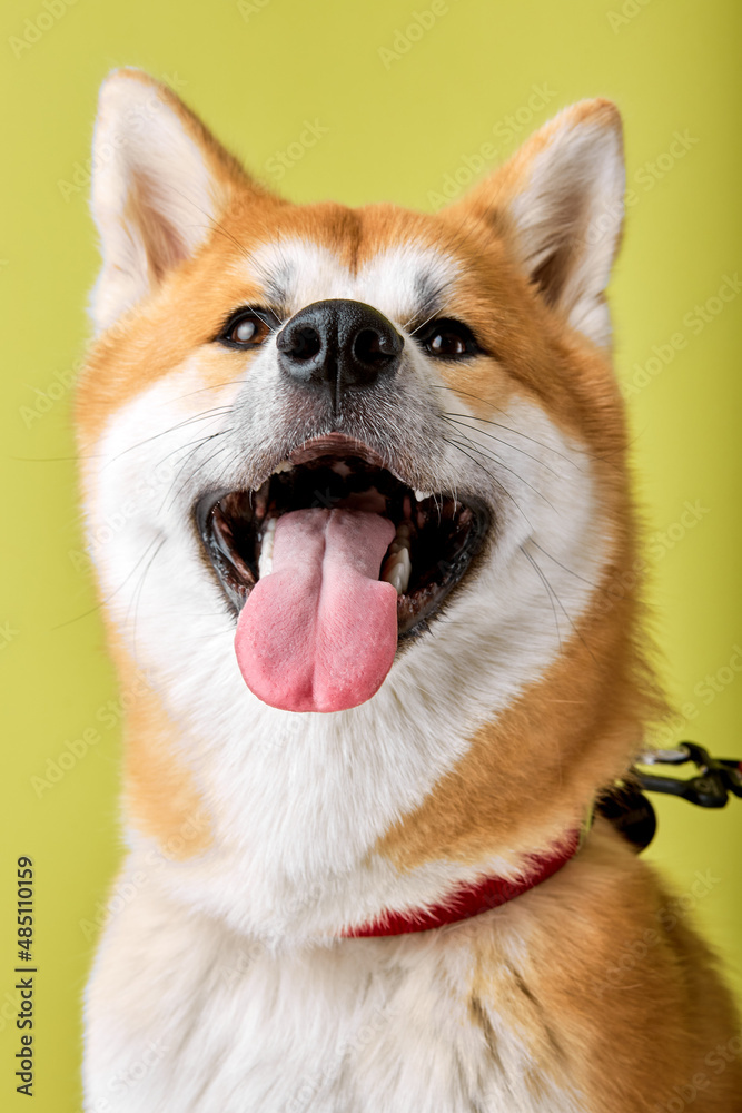 Close-up Portrait of cute young Akita inu dog standing isolated in studio on green background. Happy japanese shiba inu dog, copy space. pets, animals concept