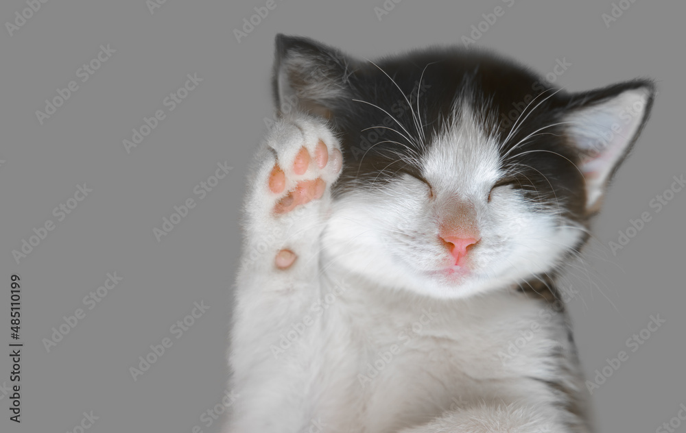 Hello! Adorable kitten squinted paw raised in greeting. Black and white cat isolated on gray background. Hello! Adorable kitten squinted paw raised in greeting. Black and white cat isolated on gray background.