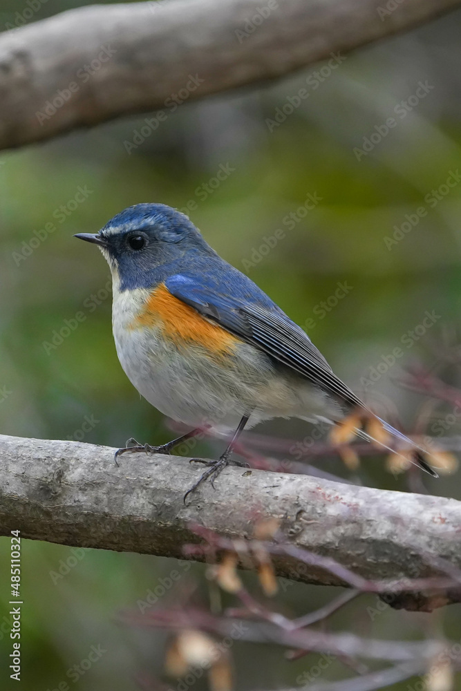 Fototapeta premium ルリビタキ