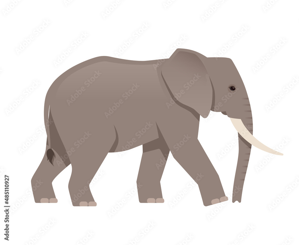 African elephant side view. Vector illustration isolated on white background African elephant side view. Vector illustration isolated on white background