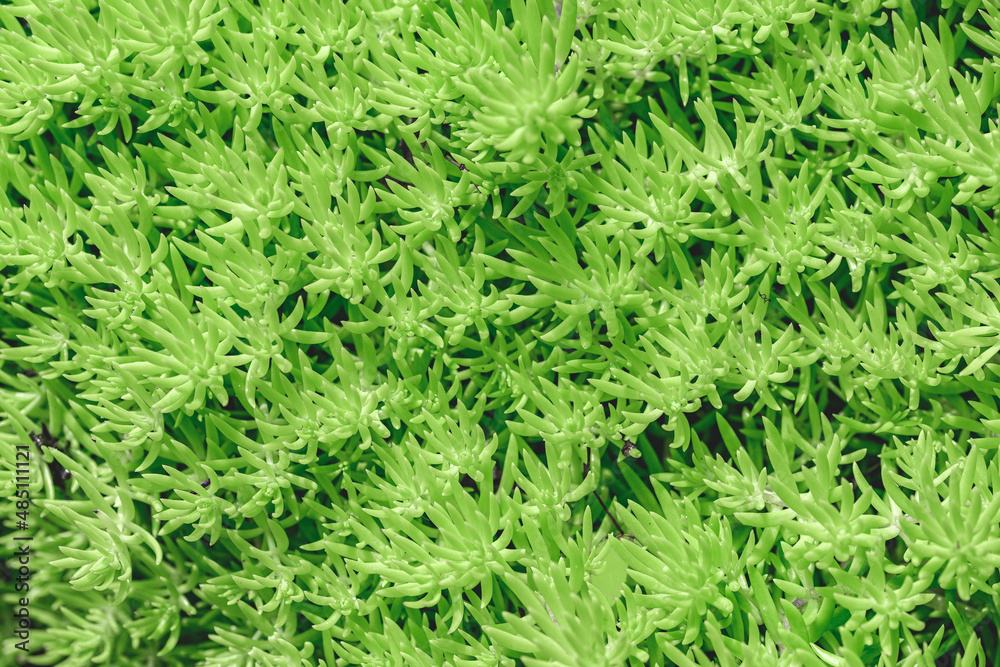 Close-up of light green succulent sedum leaves background texture.