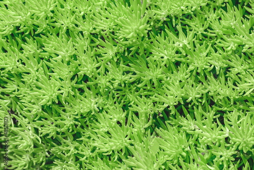 Close-up of light green succulent sedum leaves background texture.