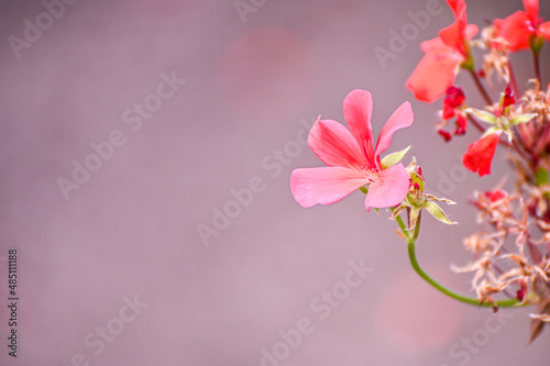 Beautiful summer pink flowers on a light pink background.
