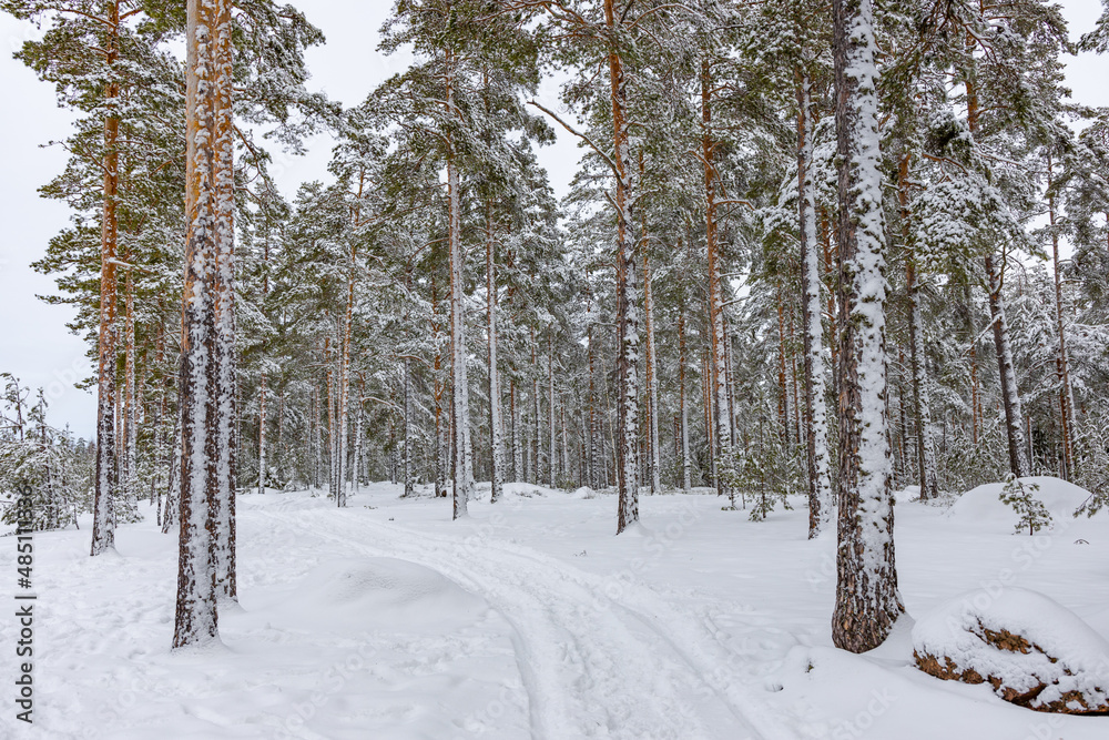 Fototapeta premium Finnish forest in winter