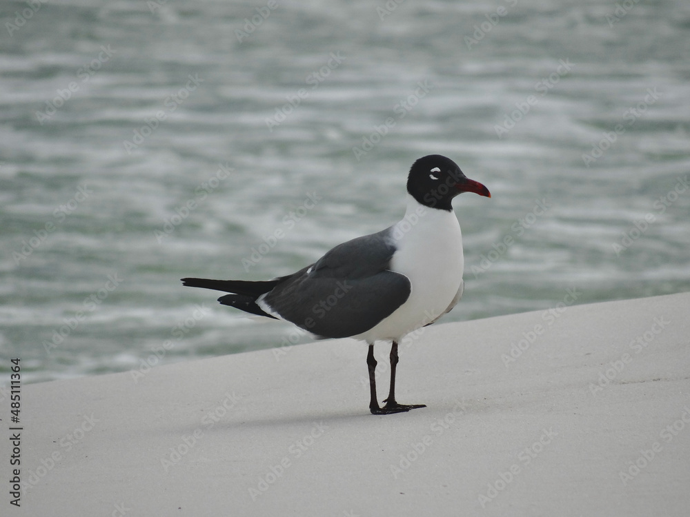 Fototapeta premium Seagull in front of gentle waves