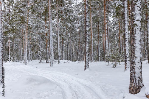 forest in winter in Southern Finland