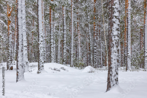 snow covered trees in Finland