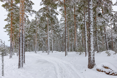 Finnish forest in winter
