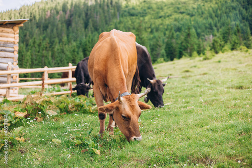 Cows eating grass against the background of the mountain valley. Cows grazing on pasture. Beefmaster cattle standing in a green field, farming concept photo