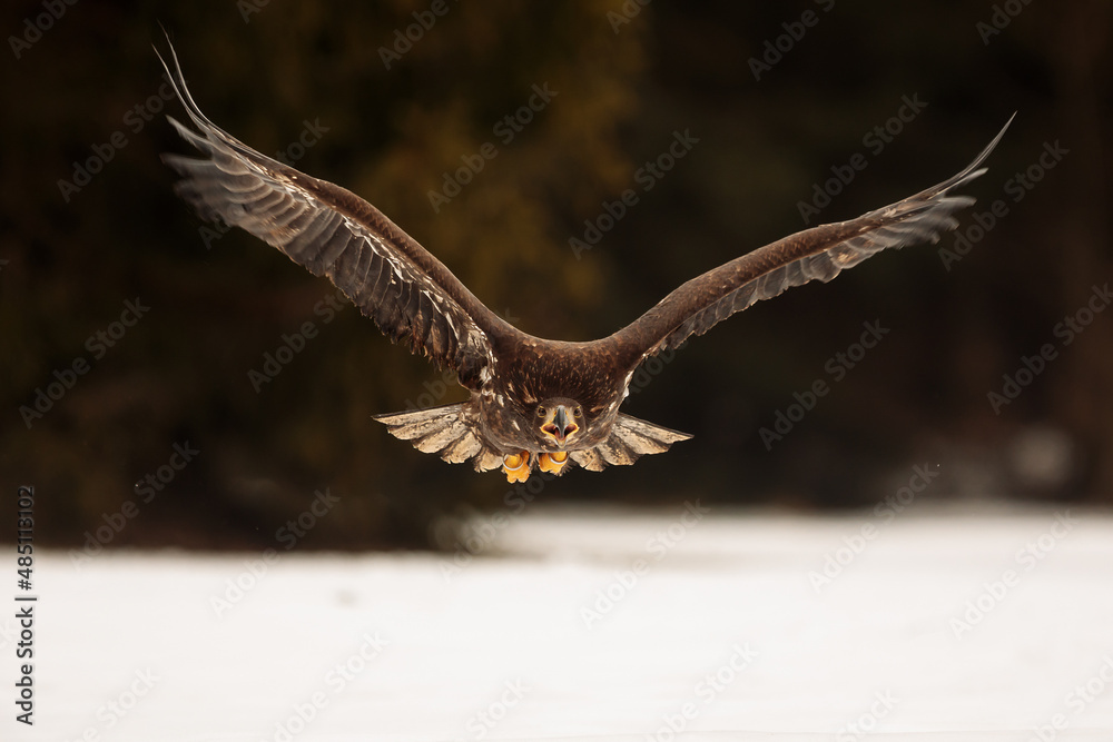Fototapeta premium female White-tailed eagle (Haliaeetus albicilla) flaps its wings as it flies through the air