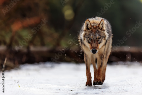 male Eurasian wolf (Canis lupus lupus) walking through the woods looking very dangerous © michal