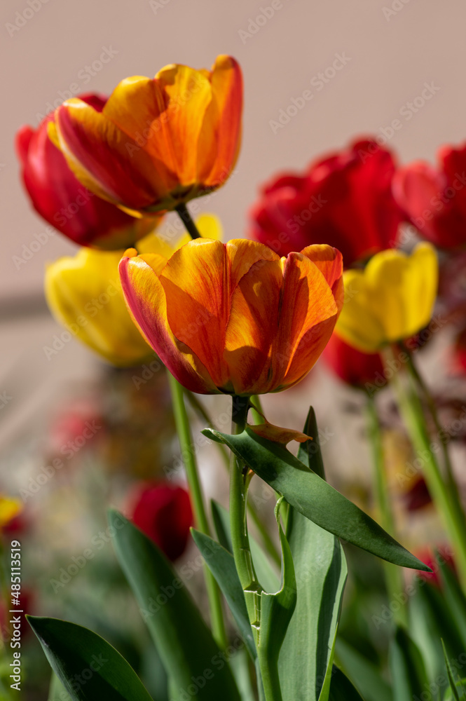 Bright red and yellow color country Darwin tulips in bloom, bouquet of springtime flowering plants in the ornamental garden