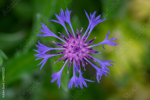 Centaurea montana mountain cornflower blue purple flowers in bloom  knapweed bluet flowering plant