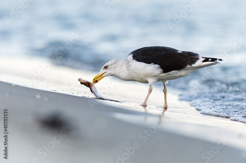 Eine Mantelmöwe fängt eine Flunder in der Ostsee, und nimmt diese aus. Kurz wird der Fang begutachtet und durch die Lüfte getragen um den Plattfisch dann zu vertilgen. photo