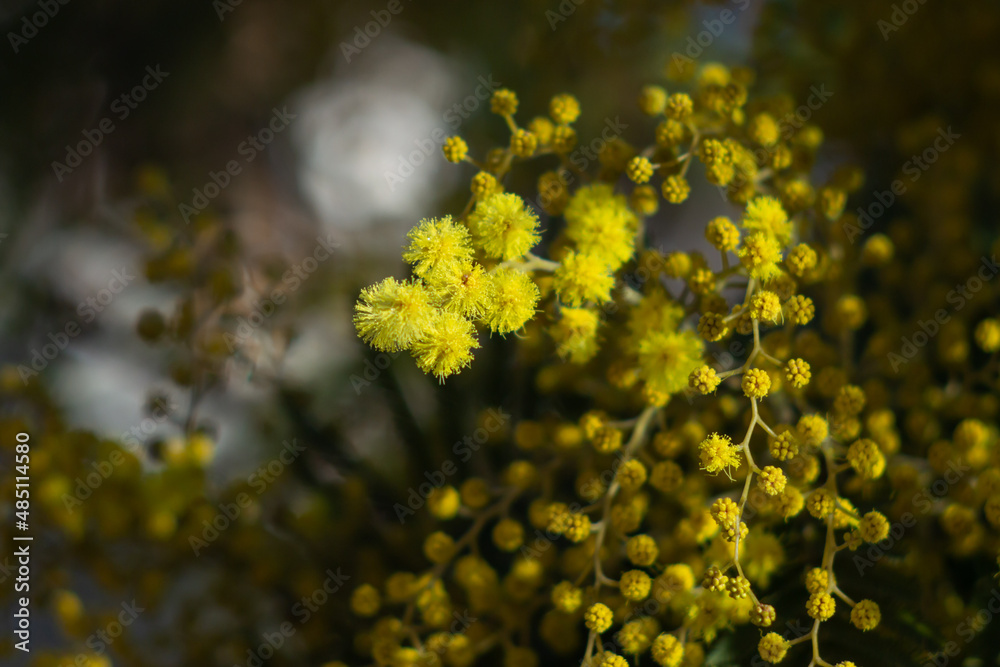 Obraz premium Flower buds of Mimosa tree(Acacia pycnantha, golden wattle) in Italy,Gold yellow flowers bloom in January to March like full sun.Photography in Natural light.
