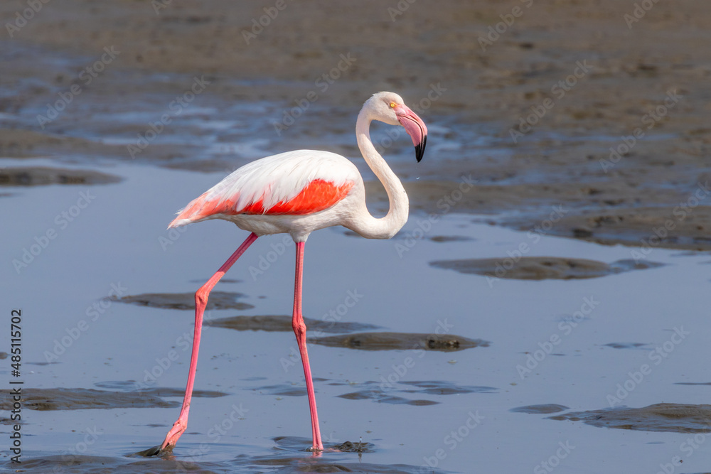 Greater Flamingo ( Phoenicopterus ruber roseus) walking, Walvis bay, Namibia.