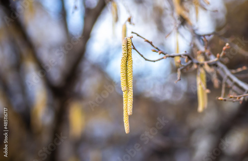 The buds on the branches of hazelnut.