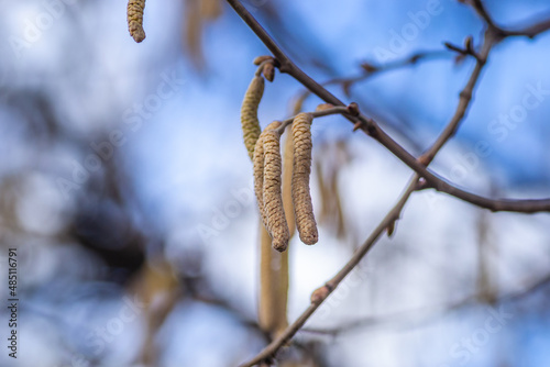 The buds on the branches of hazelnut.