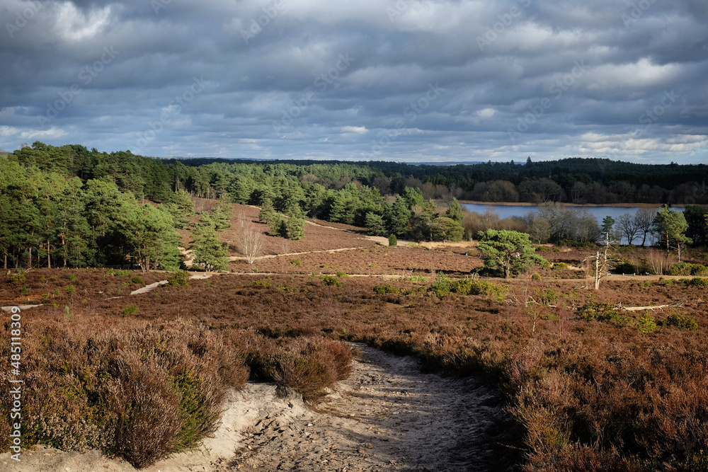 A view over heathland on a sunny winterÕs afternoon in Surrey, UK.