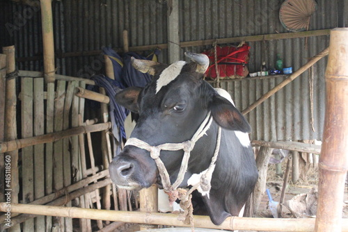 A cow in a rural cowshed