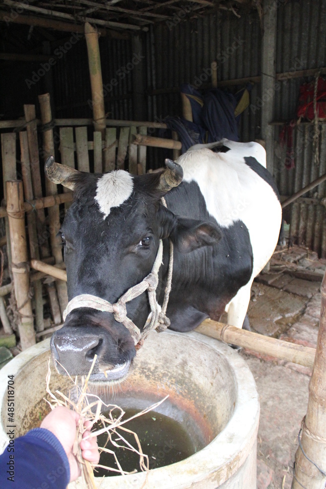 Cow eating straw from the hand Cow eating straw from the hand