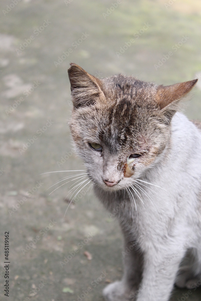Poor damaged stray cat sitting in the park Poor damaged stray cat sitting in the park