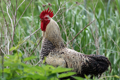 A rooster among the grass in the village