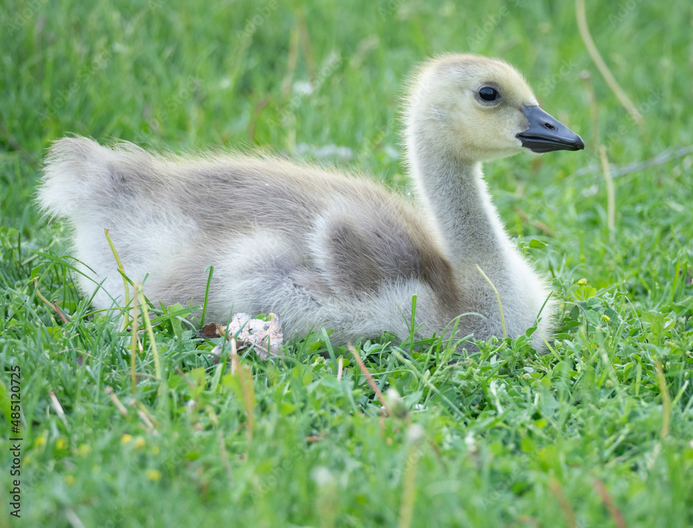 Close Up of a Canada Gosling in Profile Resting in Green Grass Close Up of a Canada Gosling in Profile Resting in Green Grass