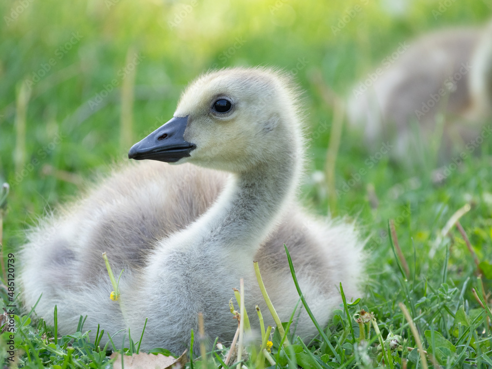 Close Up of a Canada Goose Gosling Resting in Grass