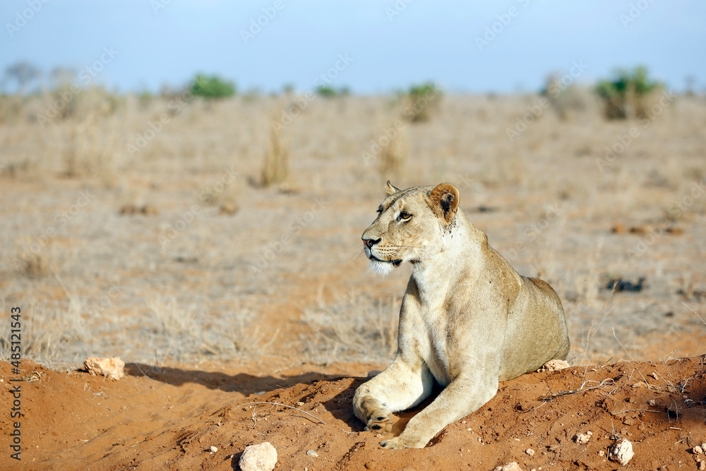 Lioness (Panthera Leo) Resting on a Mound of Soil. Tsavo East, Kenya Lioness (Panthera Leo) Resting on a Mound of Soil. Tsavo East, Kenya