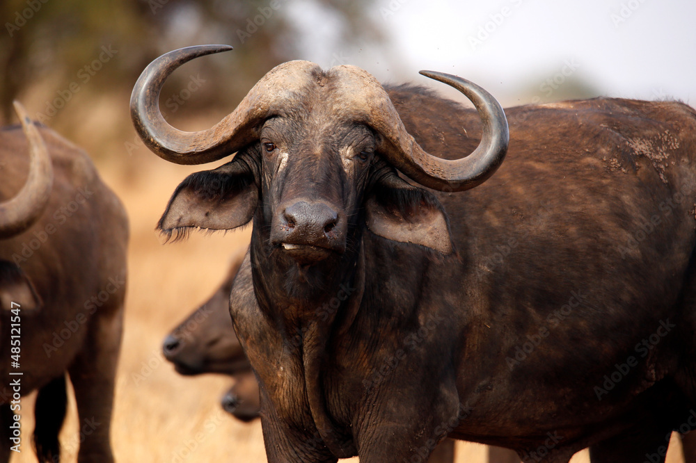 African Buffalo (Syncerus caffer caffer, aka Cape Buffalo). Taita Hills, Kenya African Buffalo (Syncerus caffer caffer, aka Cape Buffalo). Taita Hills, Kenya