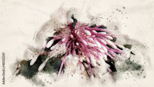 Painting of Clerodendrum quadriloculare flower  photo
