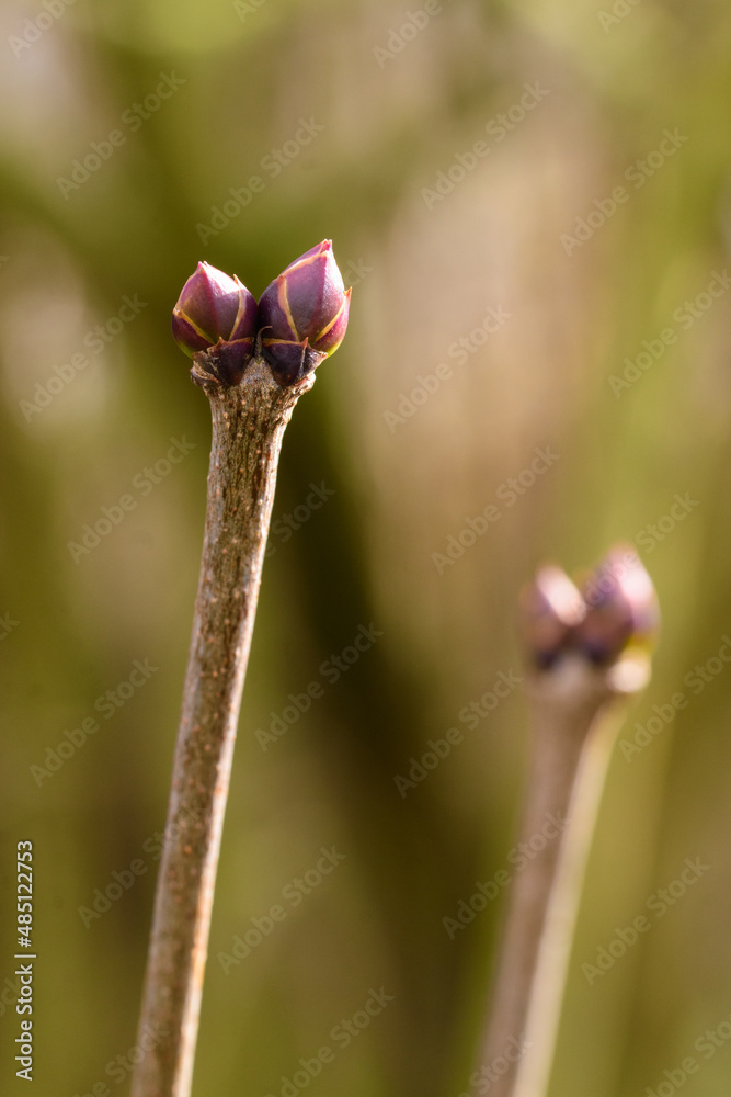 Ast von einem Flieder, Syringa mit Knospe im Februar. Ast von einem Flieder, Syringa mit Knospe im Februar.
