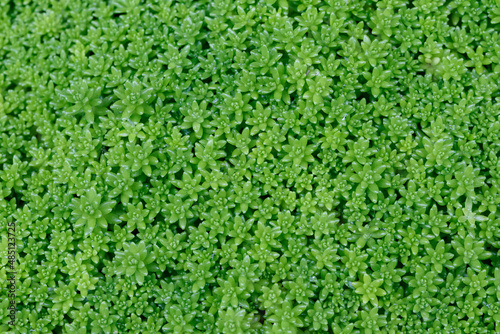 多肉植物 セダム