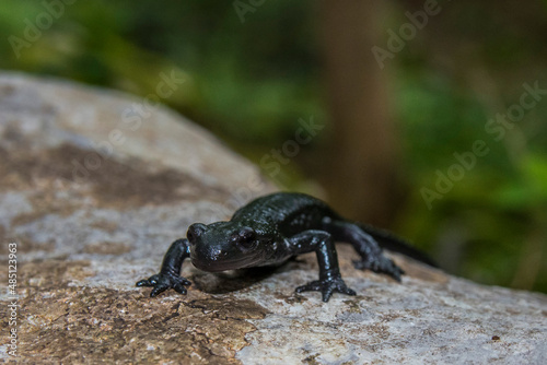 Alpine salamander, salamandra atra, in the forest. Black species of the salamander in Bijele i Samarske stjene nature area in Croatia, Europe photo