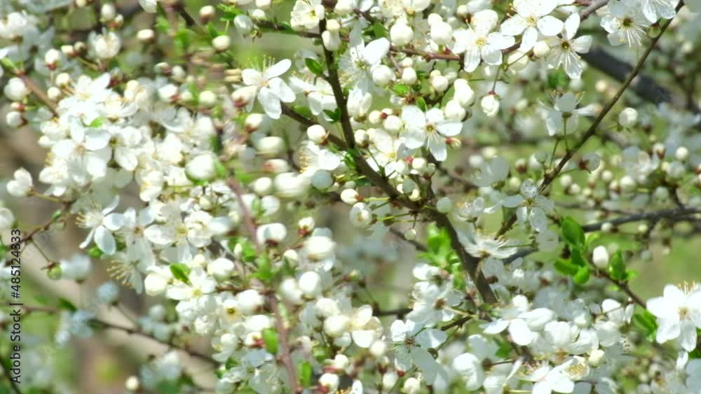 Branches of beautiful blooming tree with white flowers on foreground in early spring. Nature in Springtime. Spring mood, awakening of nature. Blooming backdrop Relaxing Branches of beautiful blooming tree with white flowers on foreground in early spring. Nature in Springtime. Spring mood, awakening of nature. Blooming backdrop Relaxing