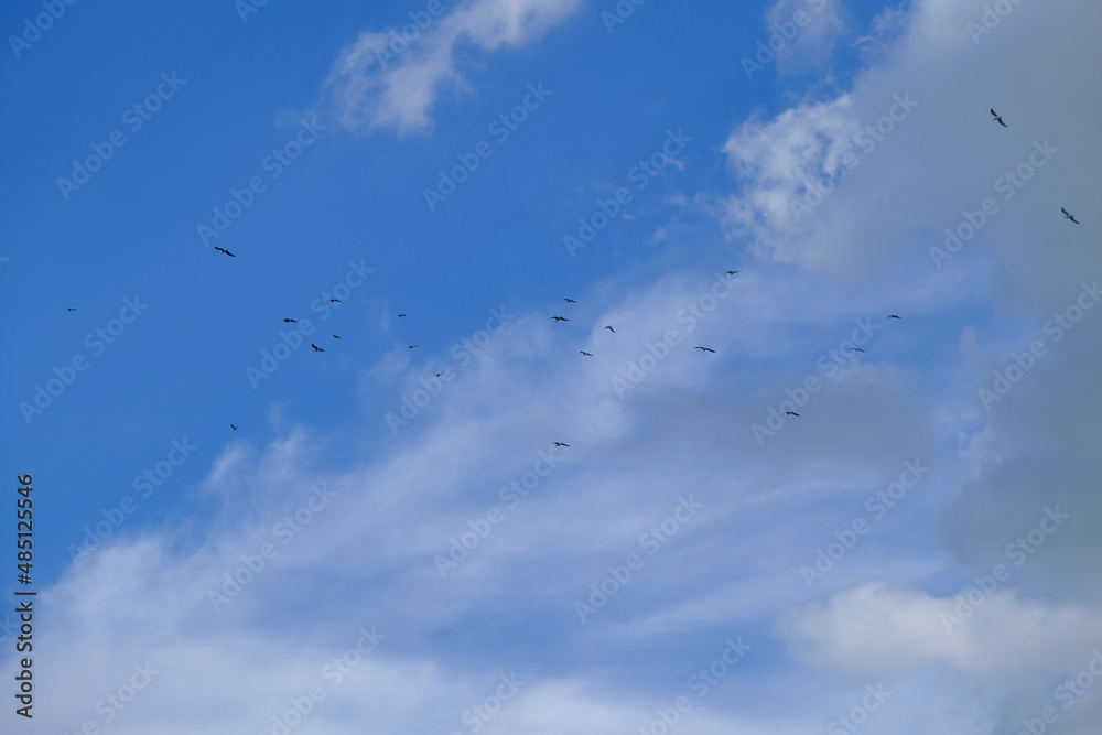 The flock of birds flying in the cloudy blue sky.