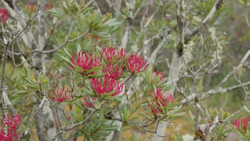 a wide shot of a flowering tasmania waratah at cradle mountain national park in tasmania, australia photo