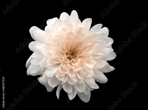 Pink color chrysanthemums flower isolated on black background. Minimalist still life.