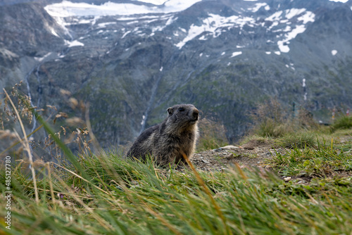 Marmota