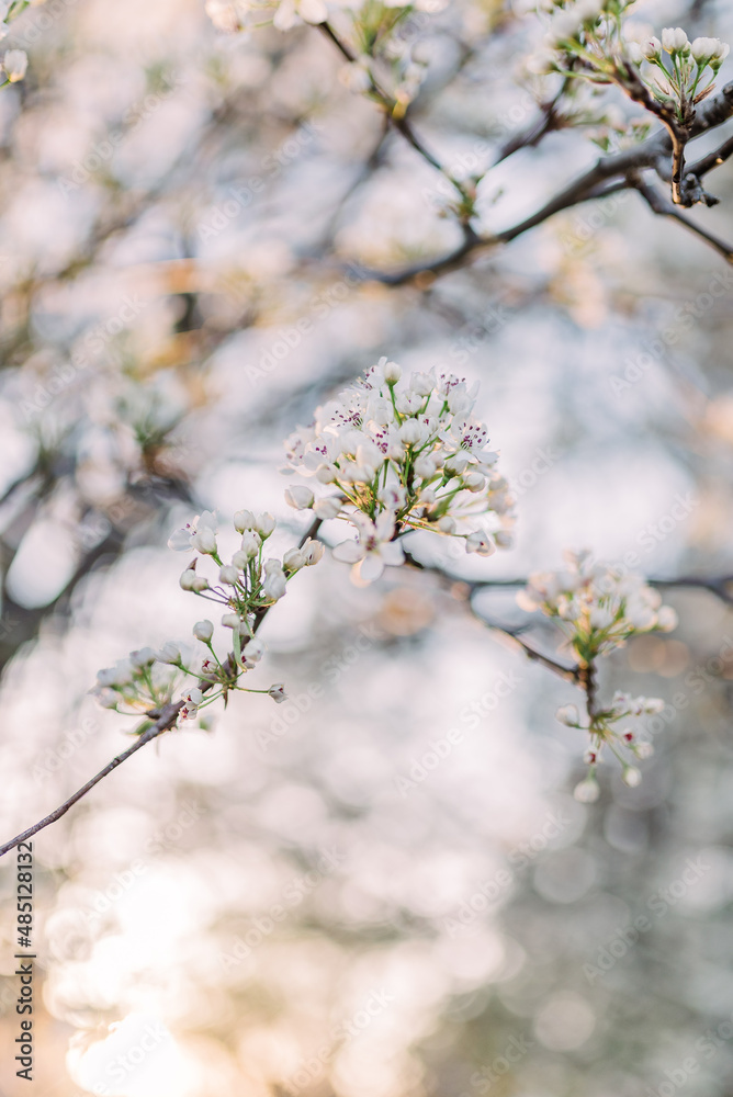 Spring blooms