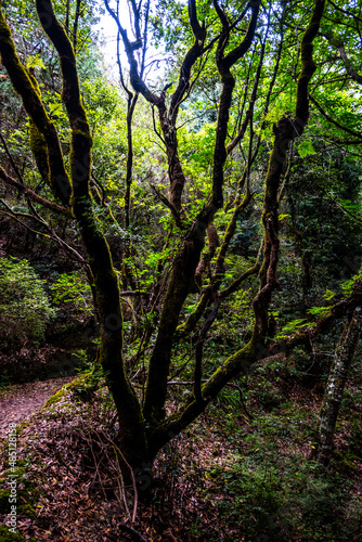 Madeira - Santo António da Serra © Frank