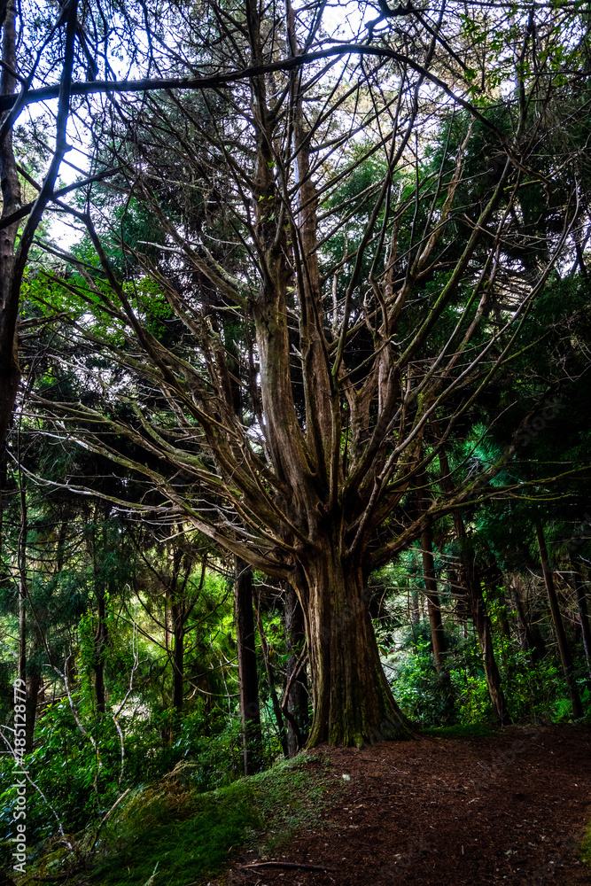 Naklejka premium Madeira - Santo António da Serra